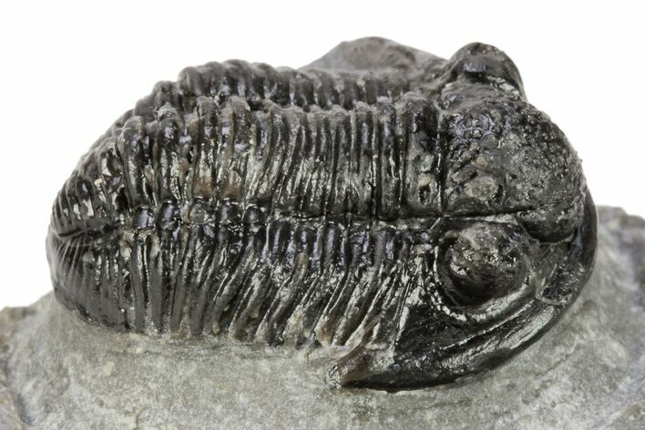 Detailed Gerastos Trilobite Fossil - Morocco #242772
